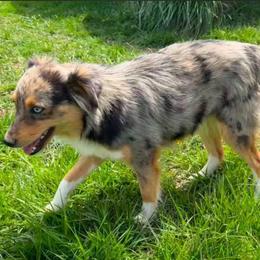 Koda - Blue merle female Miniature Australian Shepherd puppy in Southport, North Carolina from Small Mini/Toy Aussies