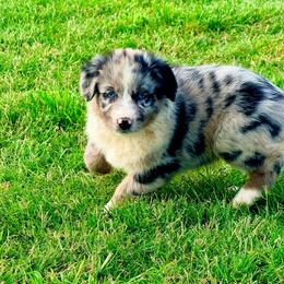 Luxe - Blue merle female Australian Shepherd puppy in Mineral Wells, Texas from A6 Australian Shepards