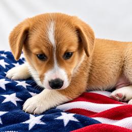 Pembroke Welsh Corgi Puppies from Soaring Eagle Corgis