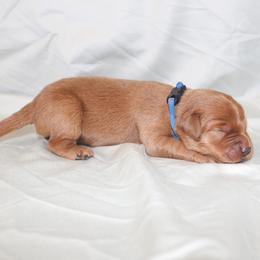 Chamomile - Dark golden male Golden Retriever puppy in New Weston, Ohio from Bertke AKC Golden Retrievers and Bernese Mountain Dogs