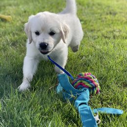 Boy 2 - Golden Retriever puppy in Brewster, Washington from AB & Co. Goldens