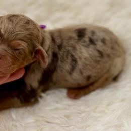 Purple collar girl - Chocolate merle female Bernedoodle puppy in Colorado Springs, Colorado from Mercy Mountain Bernedoodles