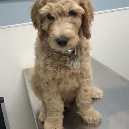 Goldendoodle Puppies from Penny Doodles