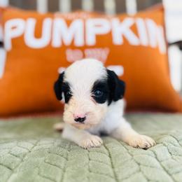Angus - Parti male Goldendoodle puppy in Auburn, Indiana from Martin’s Doodles