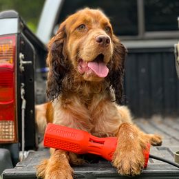 Copper - English Springer Spaniel