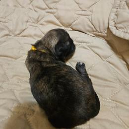 Yellow collar girl - Brindle female Shih Tzu puppy in Woodsfield, Ohio from ROSE LANE SHIH TZUS