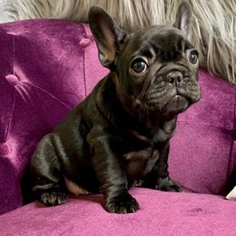 French Bulldog Puppies from BigStar French Bulldogs