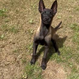 Raven - Black sable female Belgian Malinois puppy in Midway, Georgia from C4MALINOIS