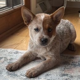 Star - Red speckled female Australian Cattle Dog puppy in Lynd, Minnesota from Diamond Falls Cattle Dogs