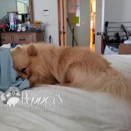 Pepper's Teddy Bear - Cream male Pomeranian puppy in Plant City, Florida from Pepper's Pomeranians