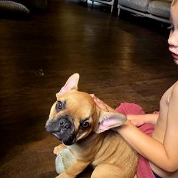 French Bulldogs from FarmHouse Frenchies