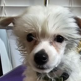 Jade (G3) - White female Chinese Crested puppy in Little Rock, Arkansas from Fabulis Toys (Chinese Crested, Papillons, Chihuahuas)
