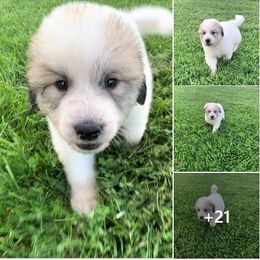 Great Pyrenees Puppies from Wells' Providence Pyrenees