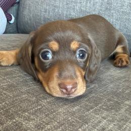Marvin - Chocolate and tan male Dachshund puppy in Tonopah, Arizona from Brandie's Dachshunds