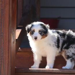 Border Collie, English Setter, and Miniature American Shepherd Puppies from First Harmony Farms