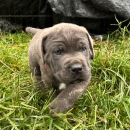 Nash - Cane Corso puppy from Reverence Cane Corso