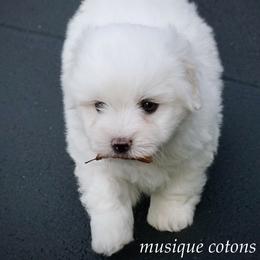 Little Boy Blue - White male Coton de Tulear puppy in Knoxville, Tennessee from Musique Cotons