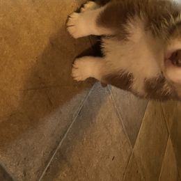 Miniature Australian Shepherd Puppies from 7UL Mini Aussies