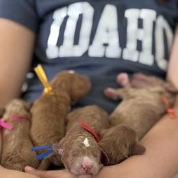 Goldendoodle Puppies from Table Rock Legacy Doodles