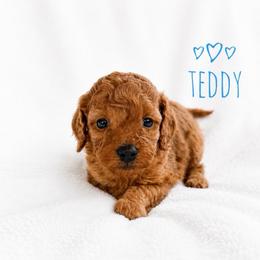 Teddy-ToyF1bb - Red male Cavapoo puppy in Warrensburg, Missouri from Supreme Doodles