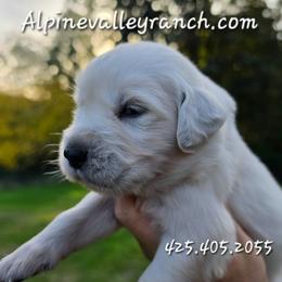 Miss. Pink - Light golden female Golden Retriever puppy in Marysville, Washington from Alpine Valley Ranch-European English Cream Golden Retriever
