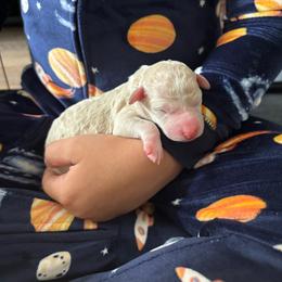 Squirt - Yellow and white female Bernedoodle puppy in Sparrows Point, Maryland from Rosie’s Puppies