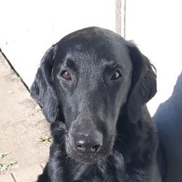 Doberman Pinschers, Flat-Coated Retrievers, and Golden Retrievers from Creekwood Kennel
