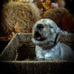 Blue Boy - Cream male Goldendoodle puppy in Palm Bay, Florida from Costa's Curly Canines