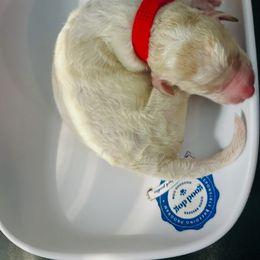 Daisy - Parti female Poodle puppy in Mobile, Alabama from Semmy’s Standard Poodle LLC