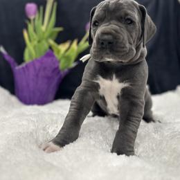 Great Dane Puppies from Catskills Greatest Danes