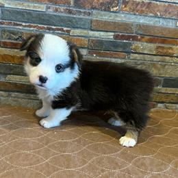 Boy 2 - Black and tan male Pembroke Welsh Corgi puppy in Visalia, California from VIP Stables