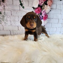 Beagle Puppies from Lovan's Spring Creek Kennel