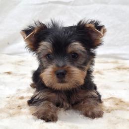 Snickers - Blue and gold male Yorkshire Terrier puppy in Monticello, Iowa from Ashley’s Puppies