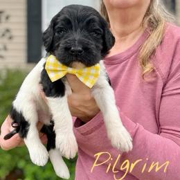 Pilgrim - Parti male Goldendoodle puppy in Mocksville, North Carolina from Little Bear Doodles