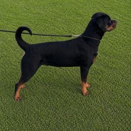 Aries - Rottweiler