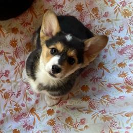 Pretty Precious Darling - Black and tan female Pembroke Welsh Corgi puppy in Blaine, Tennessee from Rose Brier Pembroke Welsh Corgis
