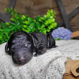 Tinker - Black female Goldendoodle puppy in Woodburn, Indiana from DNLS Doodle Puppies