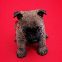Red boy - Wheaten male Cairn Terrier puppy in Shell Knob, Missouri from Stoneridge Kennel