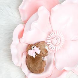 Light Pink - Apricot female Goldendoodle puppy in Platteville, Wisconsin from Beck Kennel