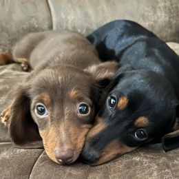 Dachshund Puppies from Golden Creek Farm