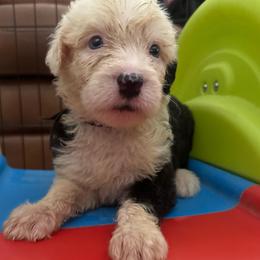 Purple - Gray and white female Old English Sheepdog puppy in Iowa from Midwest Puppy Paws