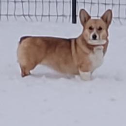 Pembroke Welsh Corgis from Shasta Valley Pembrokes
