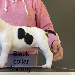 Boy 6 - Great Dane puppy in Lake View, New York from North Park Great Danes