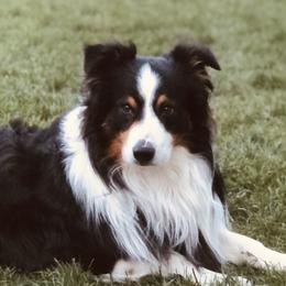 Dakota - Australian Shepherd