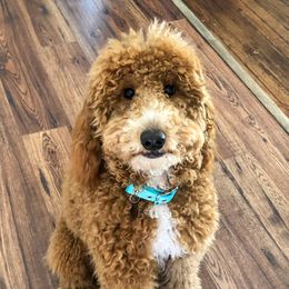 Callie - Goldendoodle