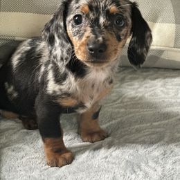 Roxy Rose - Dachshund