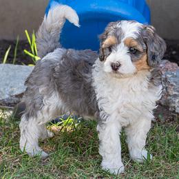 Barq's - Tri-color male Bernedoodle puppy in Roy, Utah from Doodles are Amazing