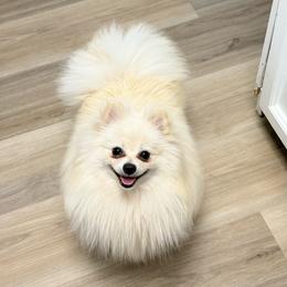 Big girl - Cream female Pomeranian puppy in Phoenix, Arizona from Luxpomz