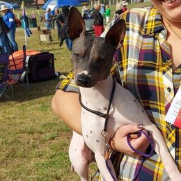 Quid - American Hairless Terrier