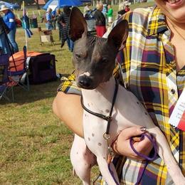 Quid - American Hairless Terrier